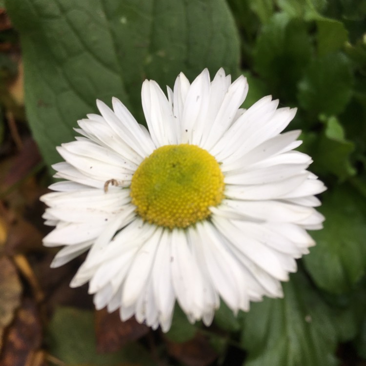 plant image 1420569
