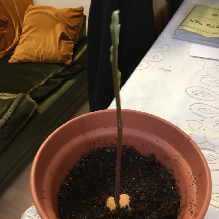 plant image 1424259