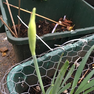 Narcissus