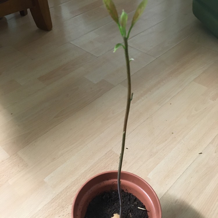 plant image 1427464