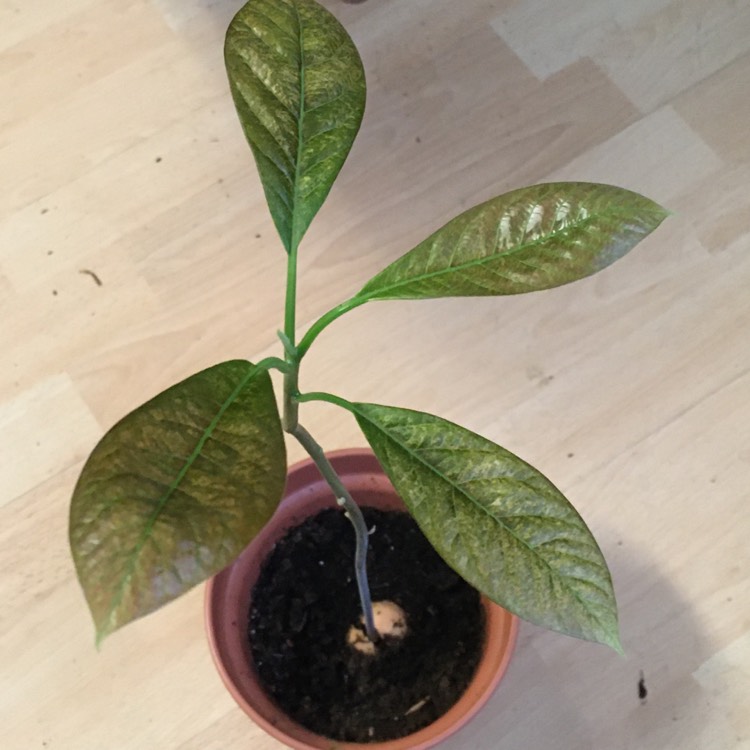 plant image 1430555