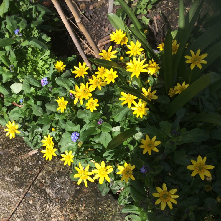 plant image 1456601