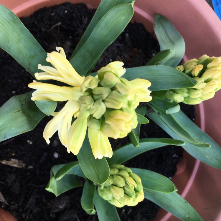 Plant image Hyacinthus orientalis 'Gypsy Princess'