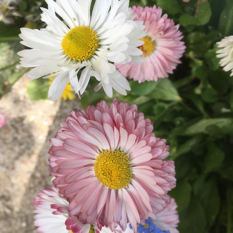 Plant image Bellis perennis 'Goliath Mixed'