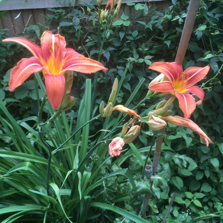 plant image 1502776 plant image 1502776