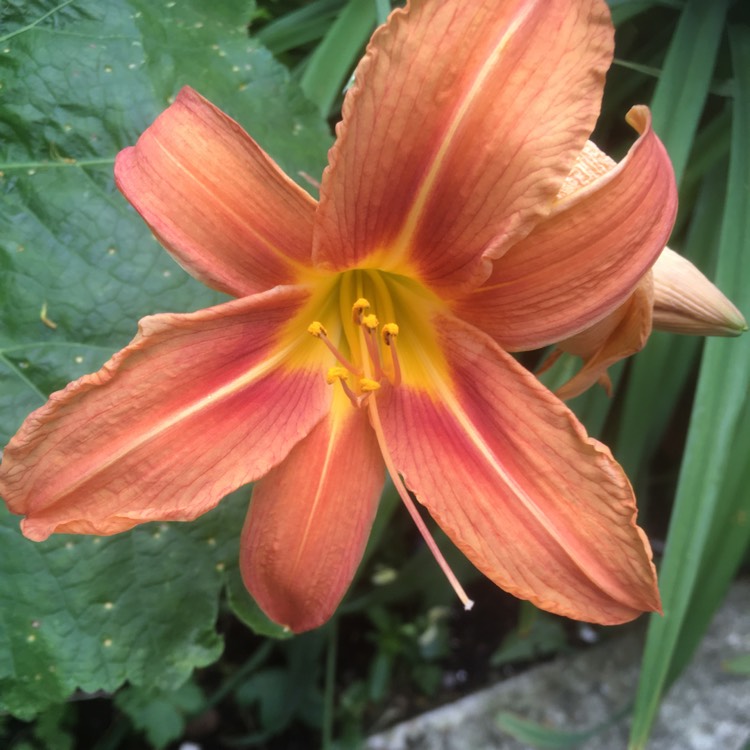 plant image 1502960 plant image 1502960