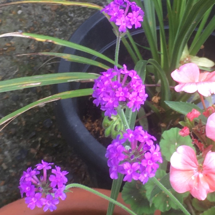 plant image 1505430