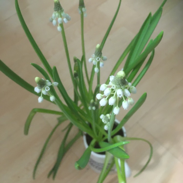 Plant image Muscari armeniacum 'Peppermint'