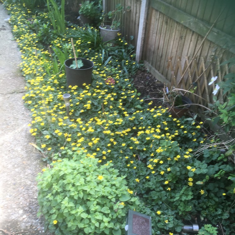 Plant image Ficaria verna