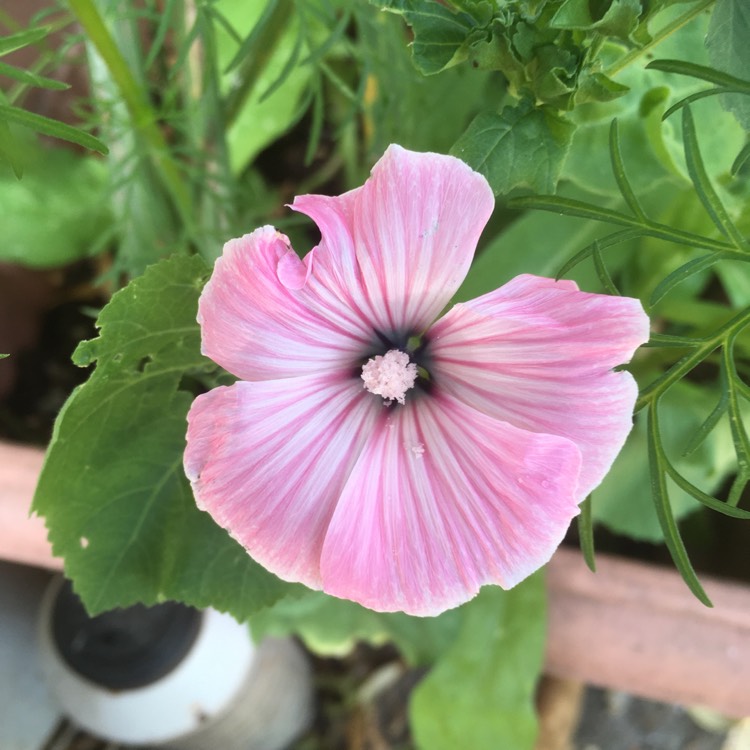 plant image 1611494