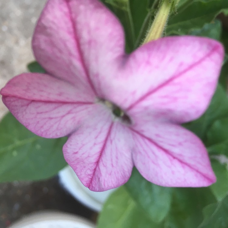 plant image 1613753 plant image 1613753