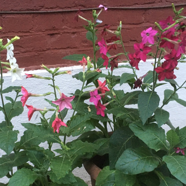 plant image 1615361 plant image 1615361