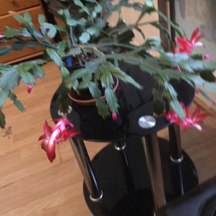 plant image 1637682 plant image 1637682