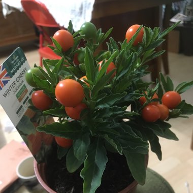 Winter cherry Solanum