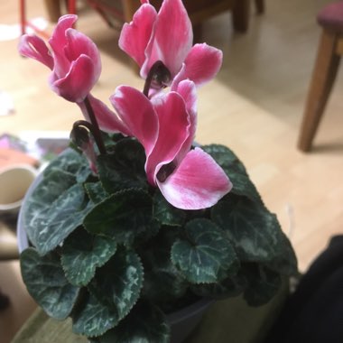 Cyclamen (Hardy)