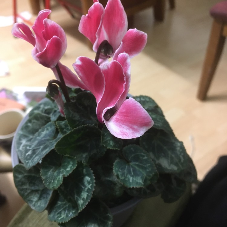 plant image 1639952