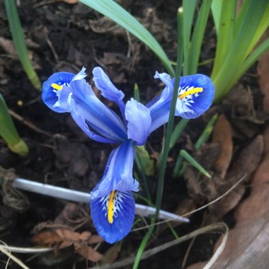 Reticulate Iris 'Alida'