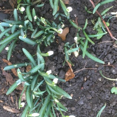 Snowdrop (Species) Common Snowdrop