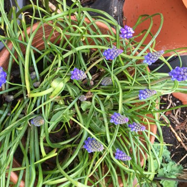 Grape Hyacinth