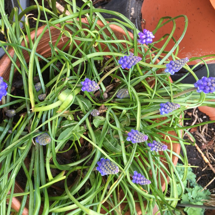 plant image 1651529