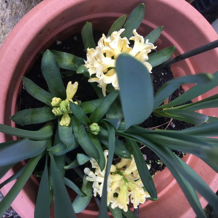 plant image 1651530 plant image 1651530