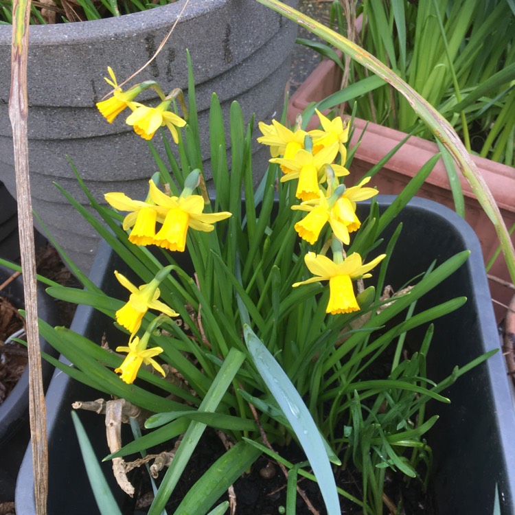 plant image 1651531 plant image 1651531