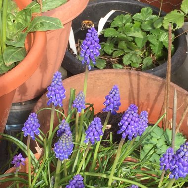 Grape Hyacinth