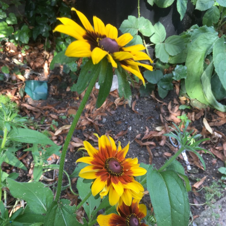 plant image 1683902 plant image 1683902