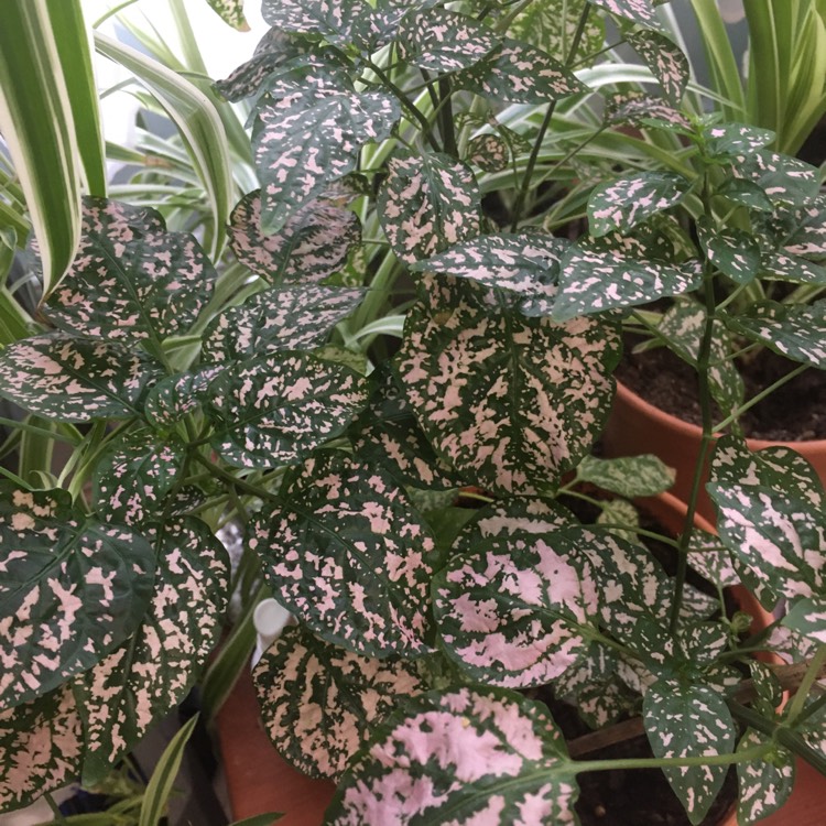 plant image 1686220