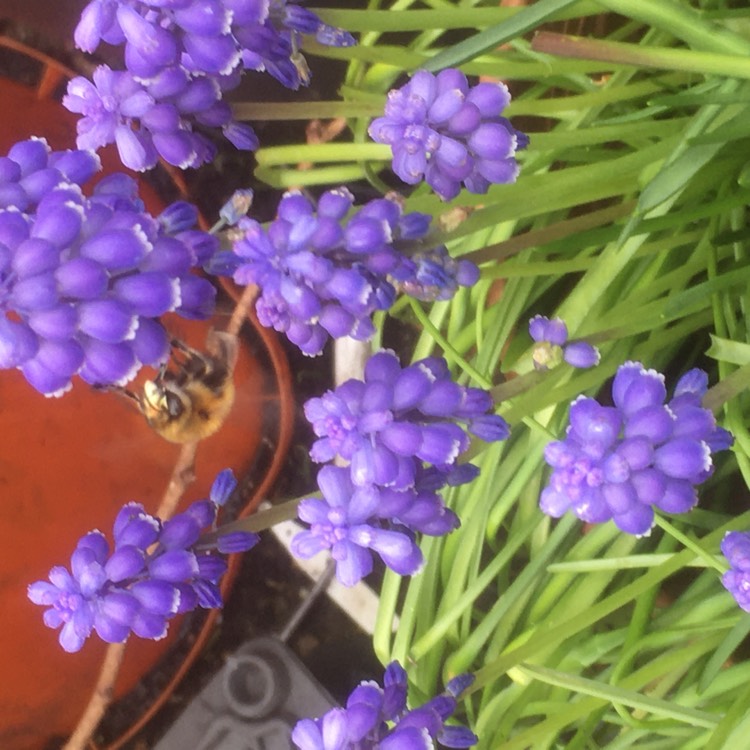 plant image 1701770