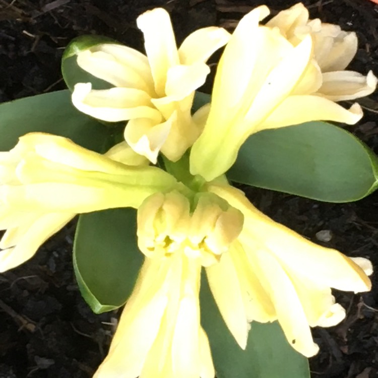 plant image 1703592 plant image 1703592