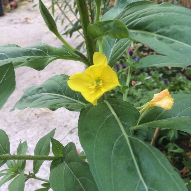 plant image 521434