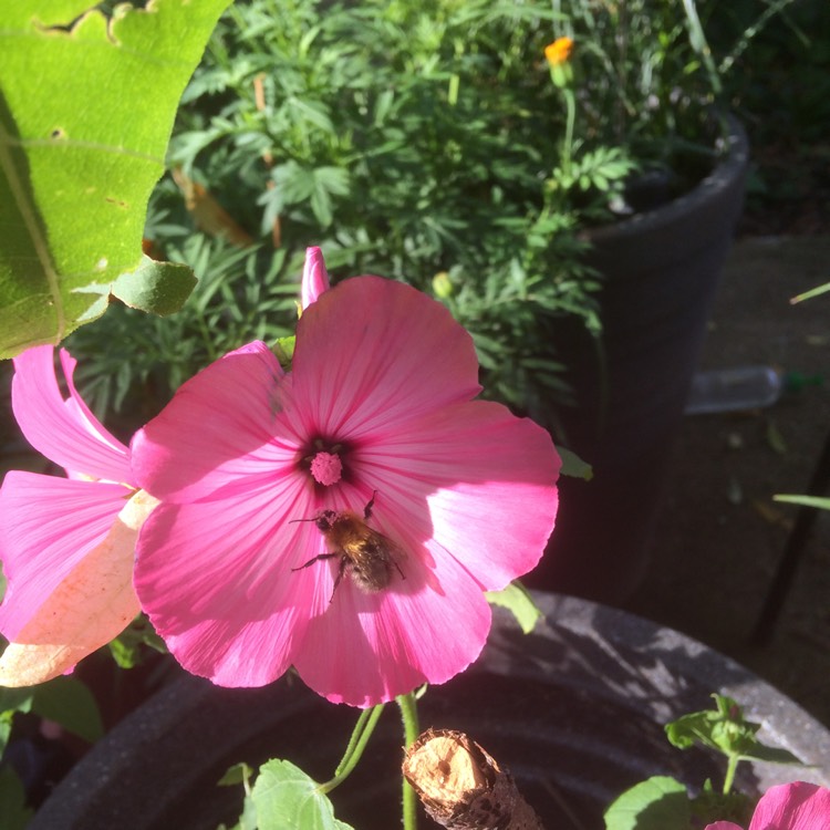 plant image 525983