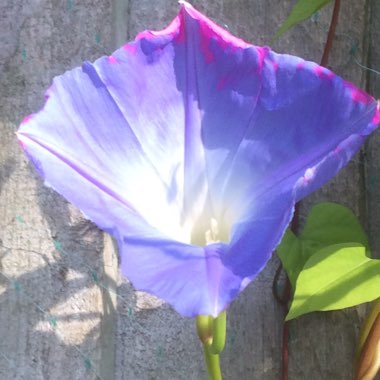 Ipomoea