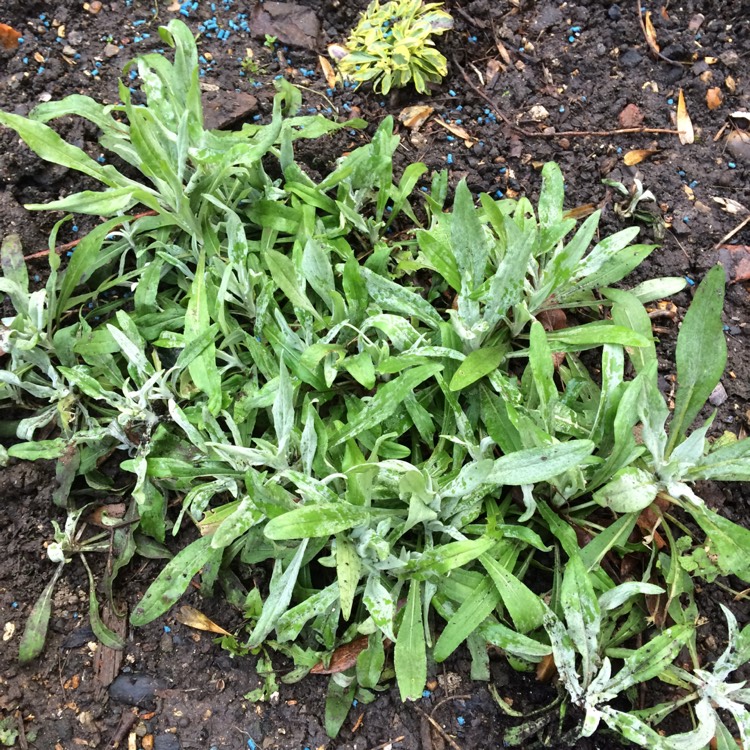 plant image 627181 plant image 627181