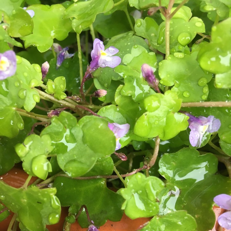 plant image 681113 plant image 681113