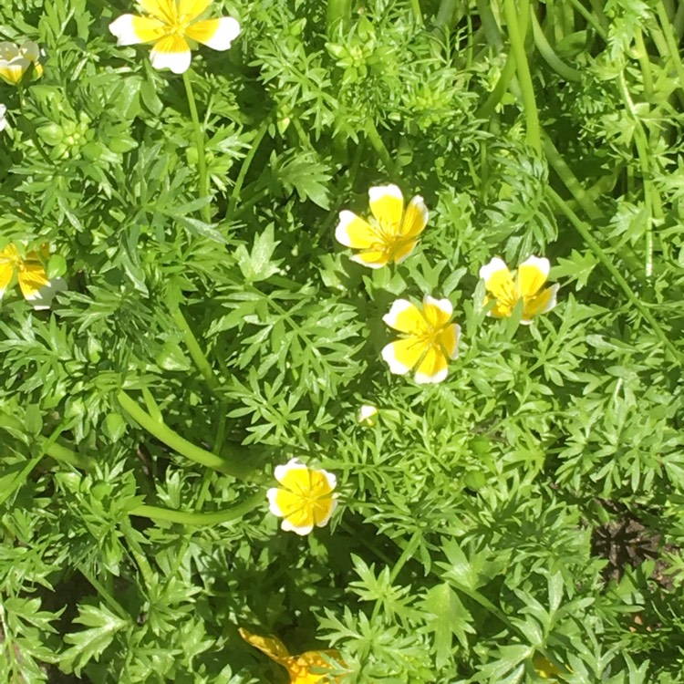plant image 690537