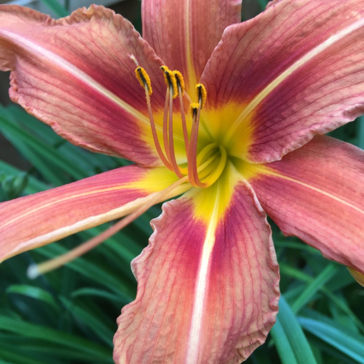 plant image 731395 plant image 731395