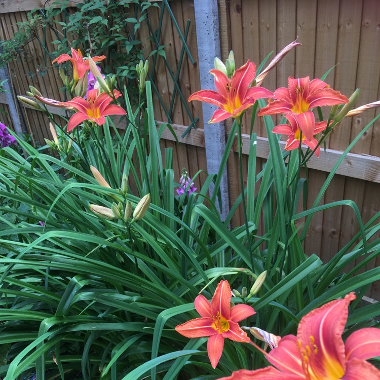 plant image 742501 plant image 742501