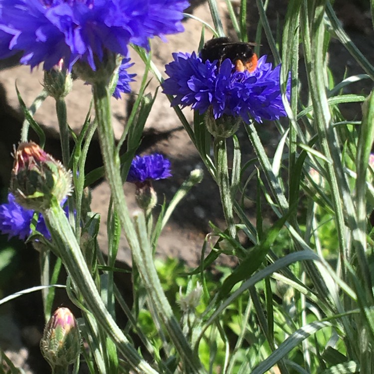 plant image 743924 plant image 743924