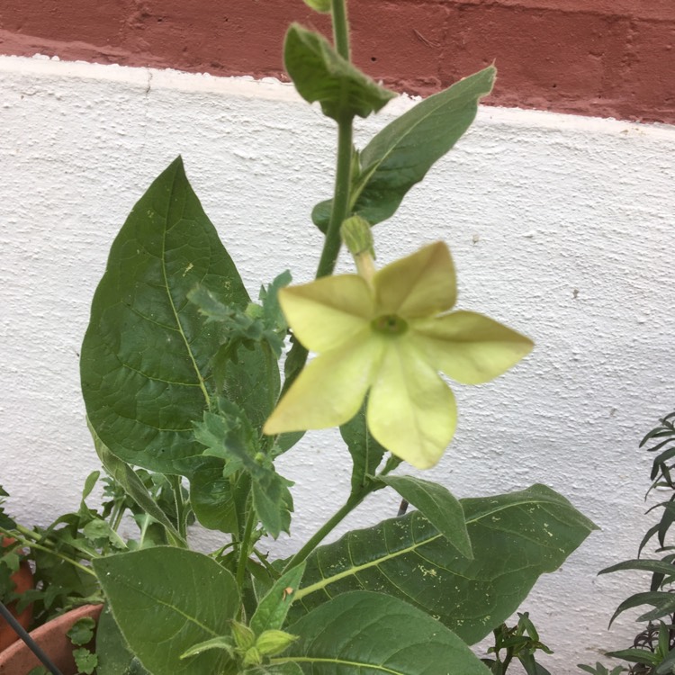 plant image 750899 plant image 750899