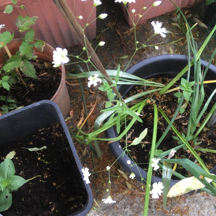 Plant image Gypsophila elegans