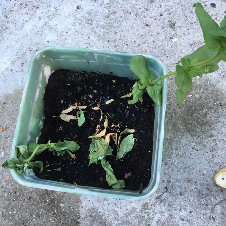 plant image 762928 plant image 762928