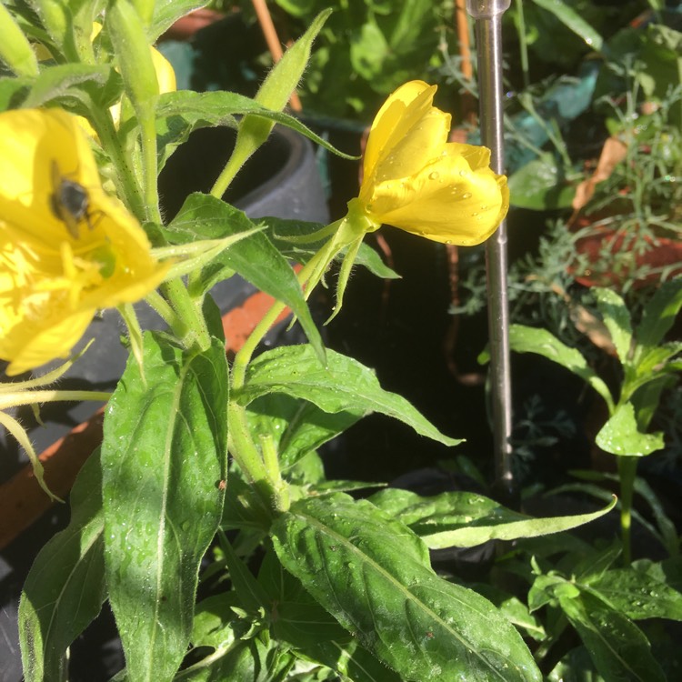 Plant image Oenothera