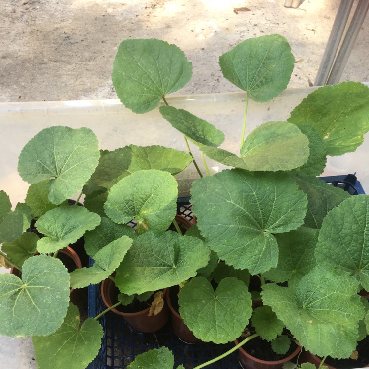 plant image 797164 plant image 797164