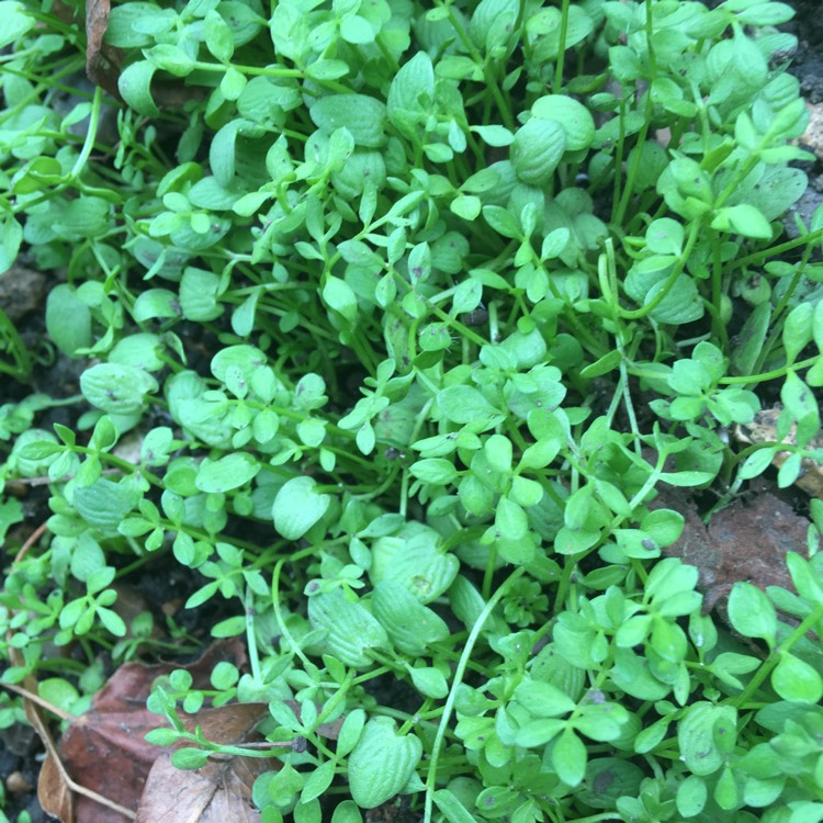 plant image 831347