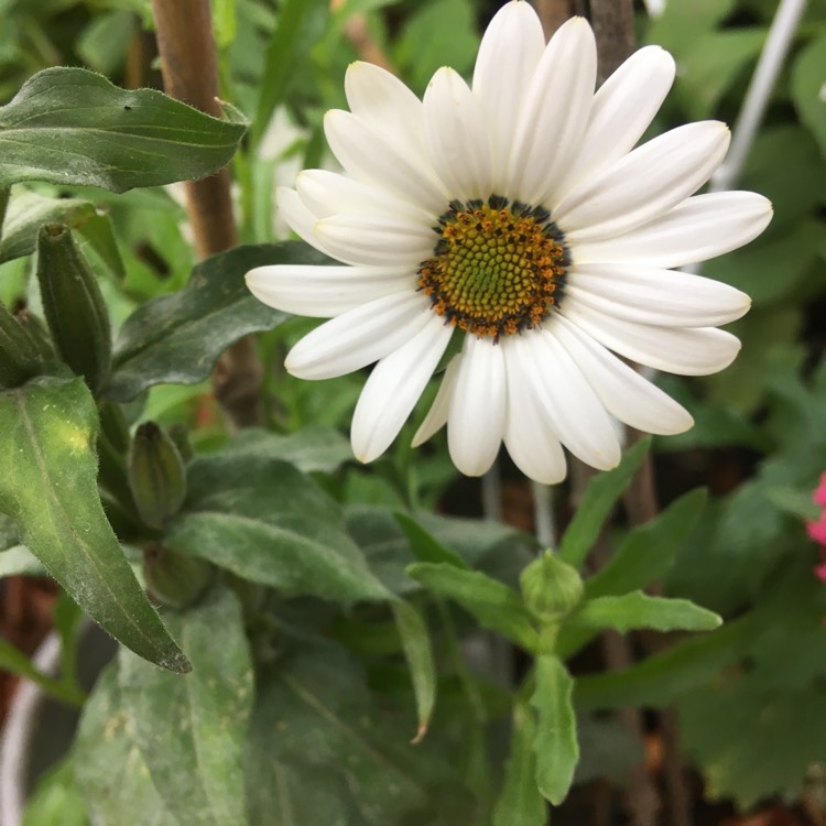 plant image 852635