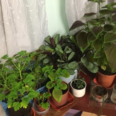 Pelargonium 'Citronella'