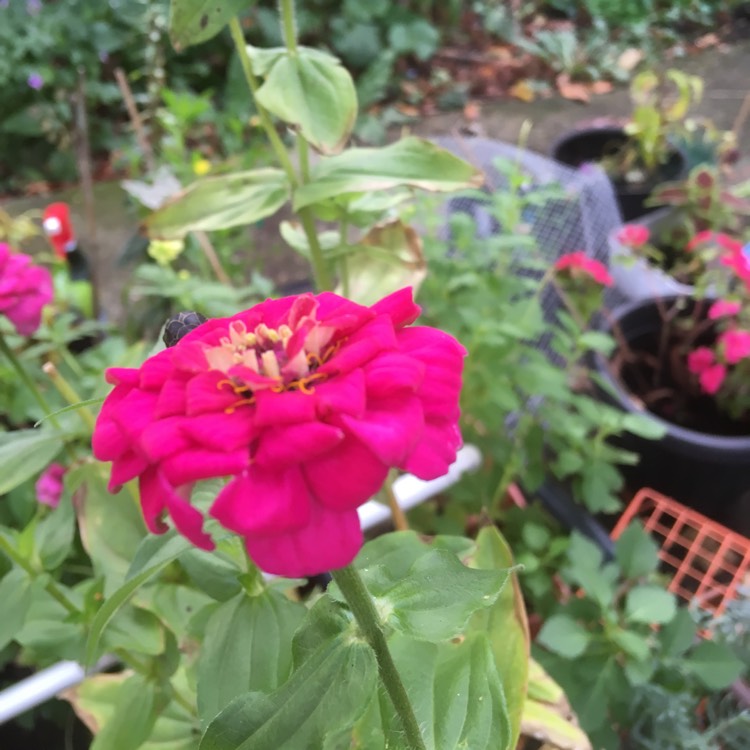 plant image 880617 plant image 880617