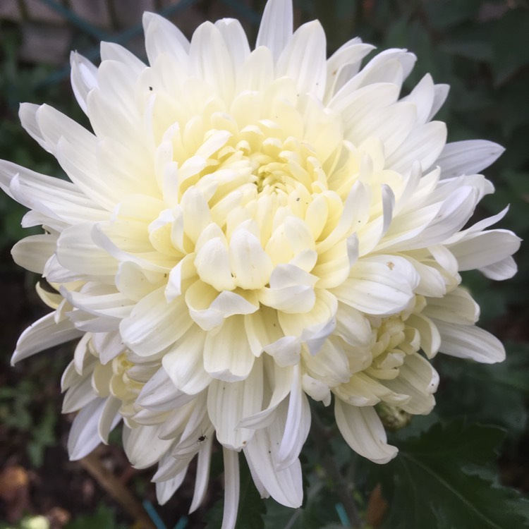 plant image 888368 plant image 888368